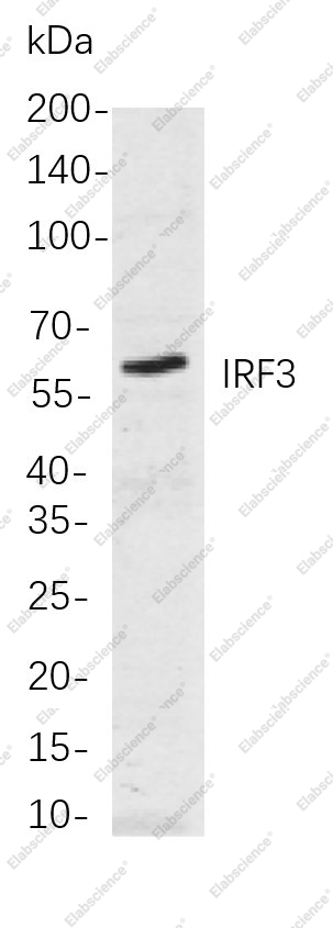 Recombinant IRF3 Monoclonal Antibody - 1