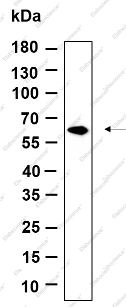 Recombinant FPGS Monoclonal Antibody - 1