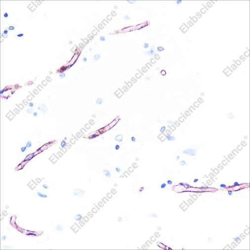 Recombinant Claudin-5 Monoclonal Antibody - 2