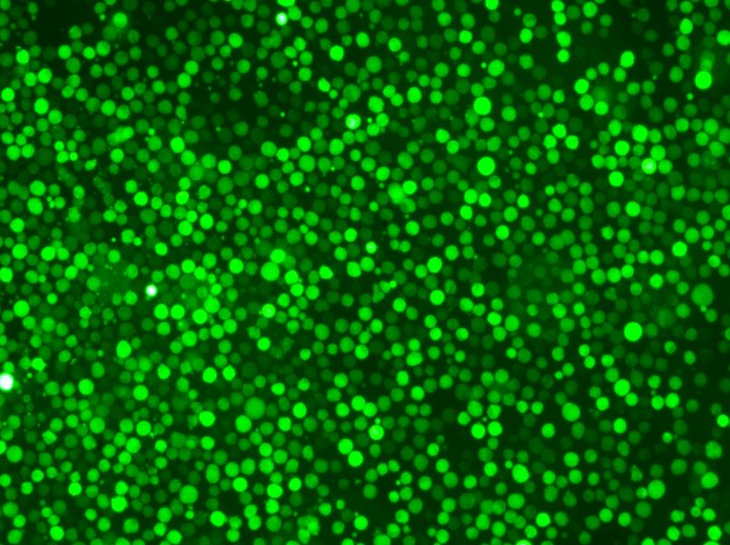 K-562-GFP Cell Complete MediumK-562-GFP Cell Complete Medium - 2