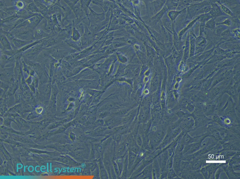Rat Umbilical Cord Mesenchymal Stem Cell Complete Medium - 5