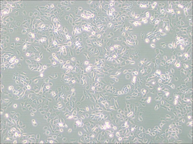SUM149PT Cell Complete Medium-searchlist-1