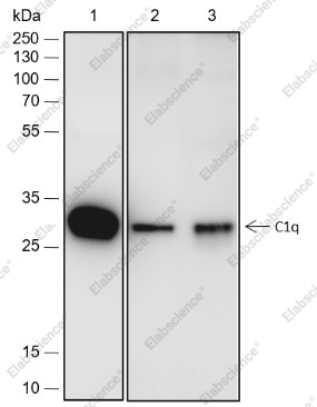 Recombinant C1q Monoclonal Antibody - 1