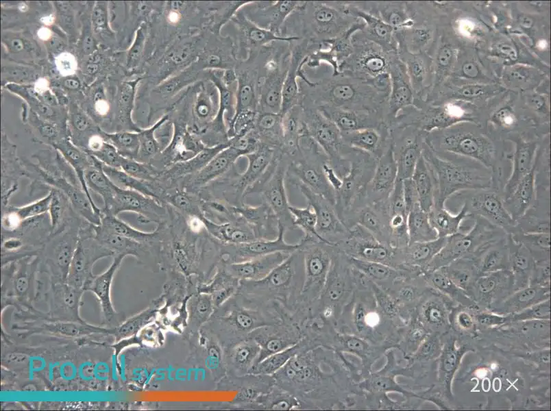 OK Cell Complete Medium - small - 6