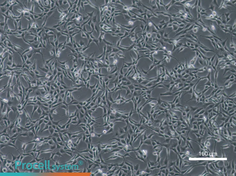 B104 Cell Complete Medium - 1