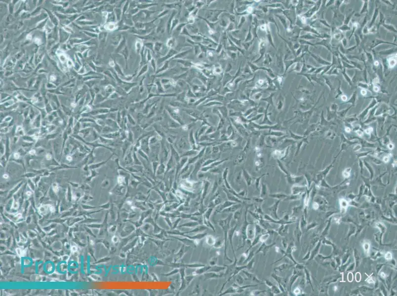 MiCl1 (S+L-) Cell Complete MediumMiCl1 (S+L-) Cell Complete Medium - 3
