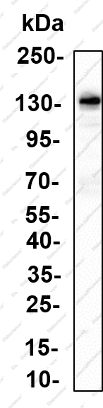 Recombinant JAK1(Phospho Tyr1034/1035) Monoclonal Antibody - 1