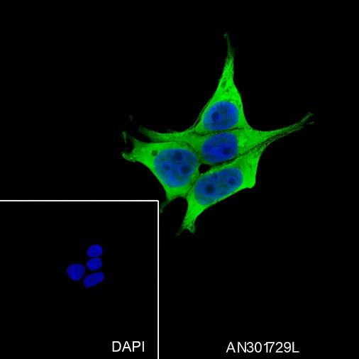 Recombinant PDE10A Monoclonal Antibody - 2