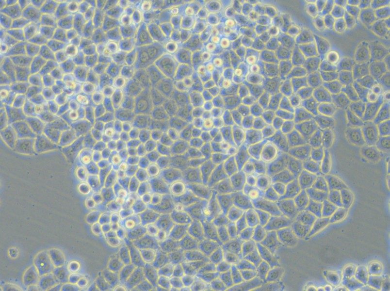 PC-9-DDP Cell Complete Medium - small - 4