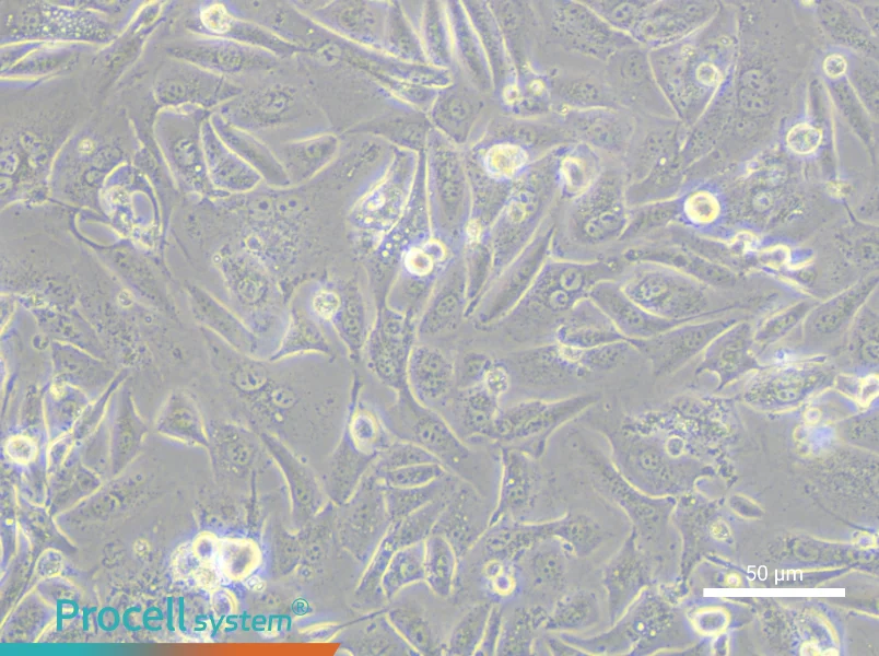 OV56 Cell Complete MediumOV56 Cell Complete Medium - 6