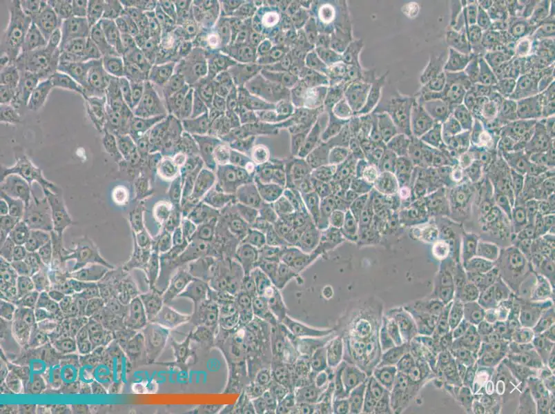 BFTC-905 Cell Complete Medium - 4