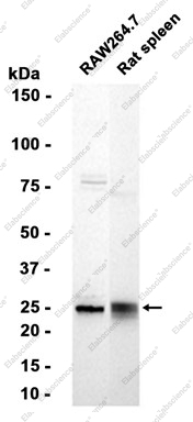 Recombinant HPRT Monoclonal Antibody - 2