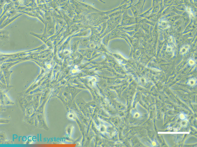 NCI-H1975 - 5
