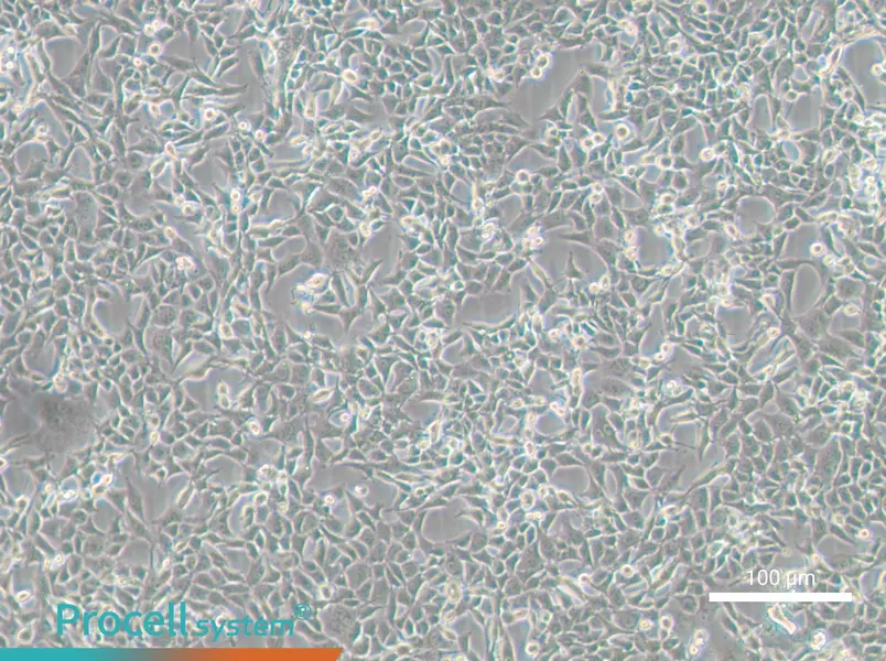 MC38MC38 - 2
