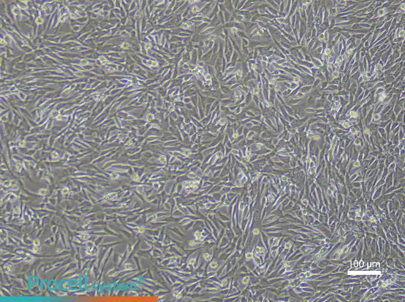 Rabbit Skeletal Muscle Cell Complete Medium - 2