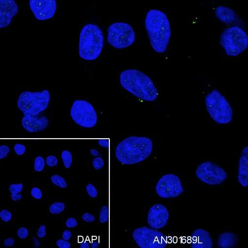 Recombinant WWOX Monoclonal Antibody - small - 6
