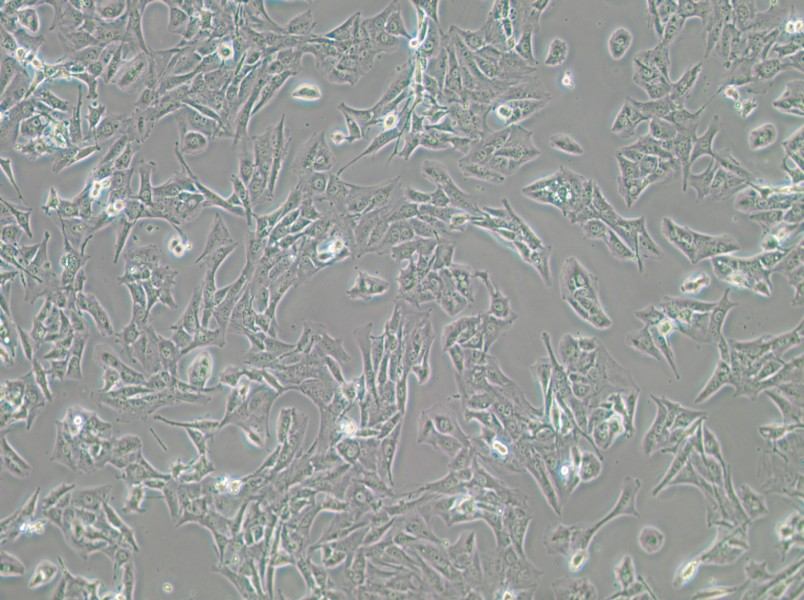 BALB/3T3 clone A31 Cell Complete Medium - 2