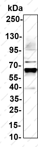 Recombinant NF-κB p65 (Acetyl Lys310) Monoclonal Antibody - 1