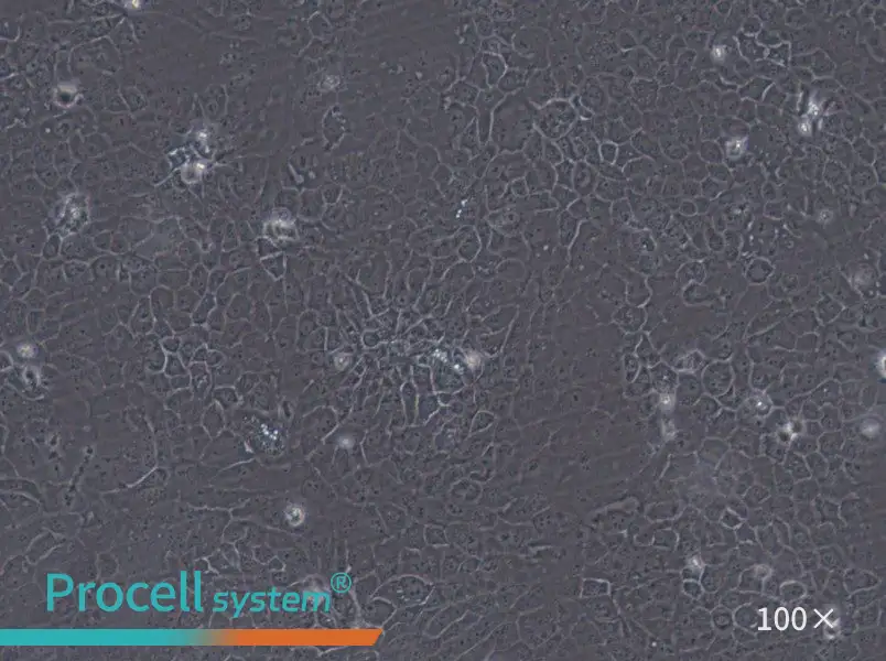 SCaBER Cell Complete Medium - 1