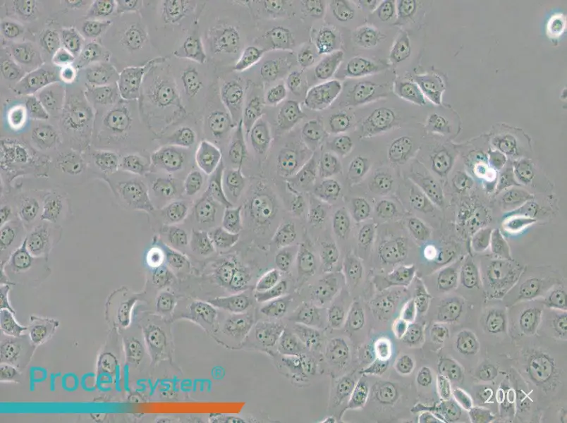 WSU-HN6 Cell Complete Medium - 6