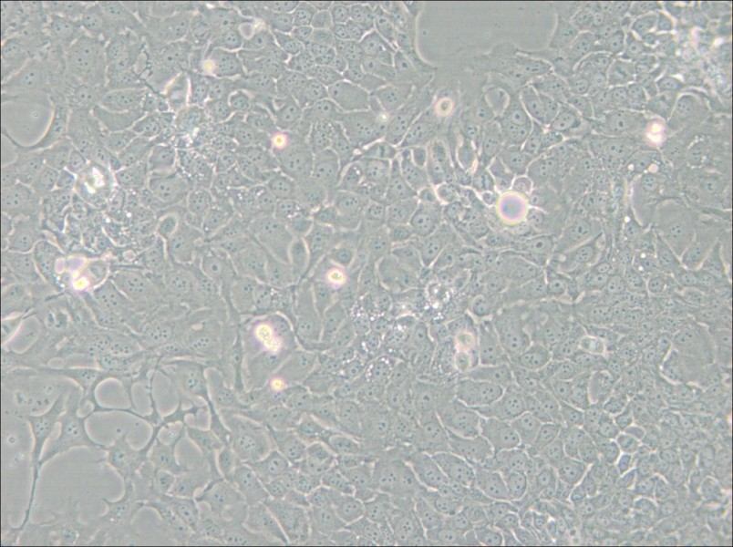 TE-10 Cell Complete Medium - small - 5