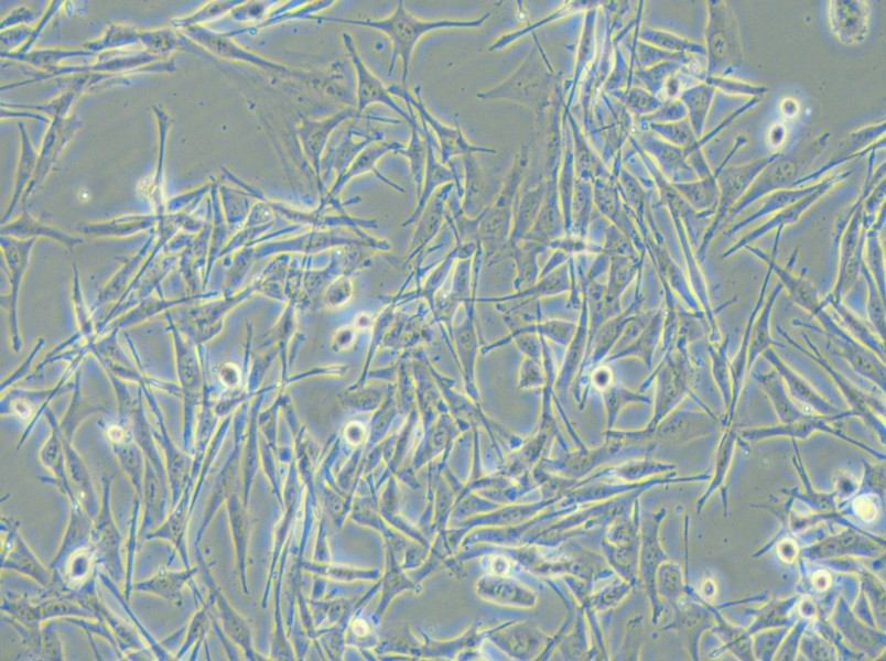 VMM39 Cell Complete Medium - small - 4