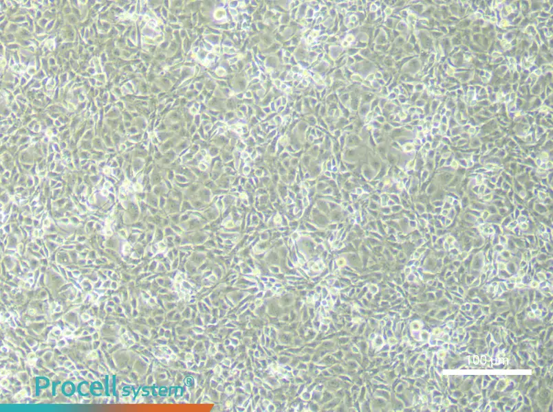 Rat Brain Microvascular Endothelial (Primary cell immortalization) Cell Complete MediumRat Brain Microvascular Endothelial (Primary cell immortalization) Cell Complete Medium - 3