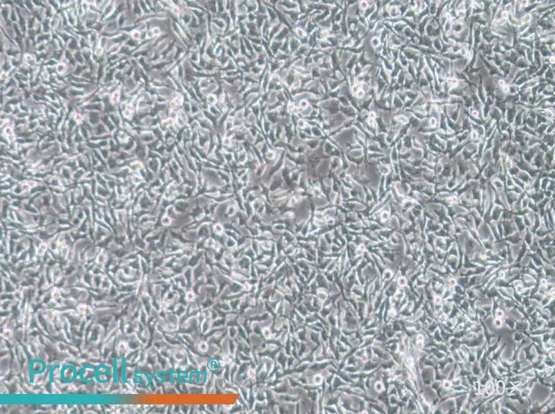 CAL-62 Cell Complete Medium - 3