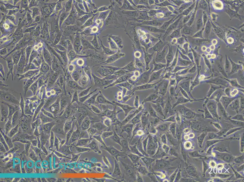 L6 Cell Complete Medium - 4