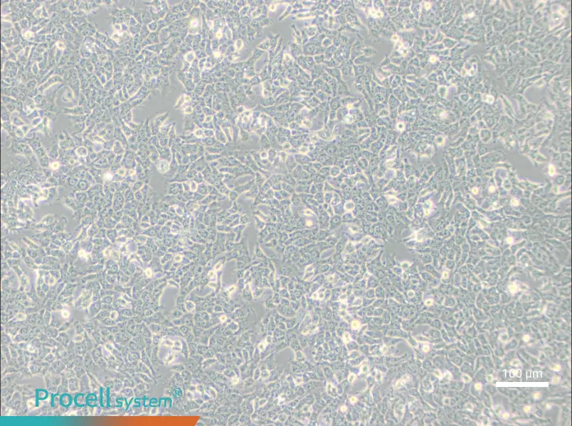 SN12CSN12C - 3