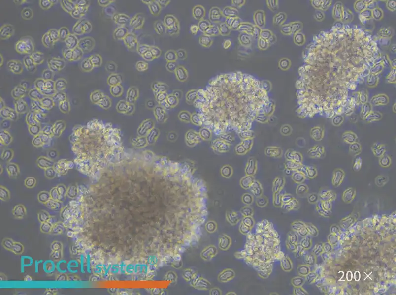 YAC-1 Cell Complete Medium - small - 6
