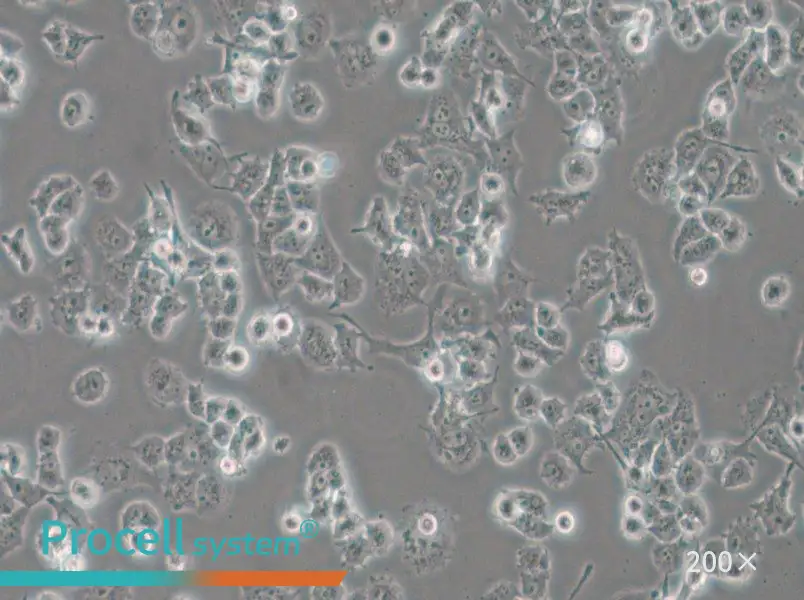 DMS 114 Cell Complete Medium - 5