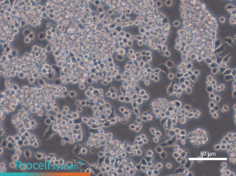 Y3-Ag 1.2.3 Cell Complete Medium - 5