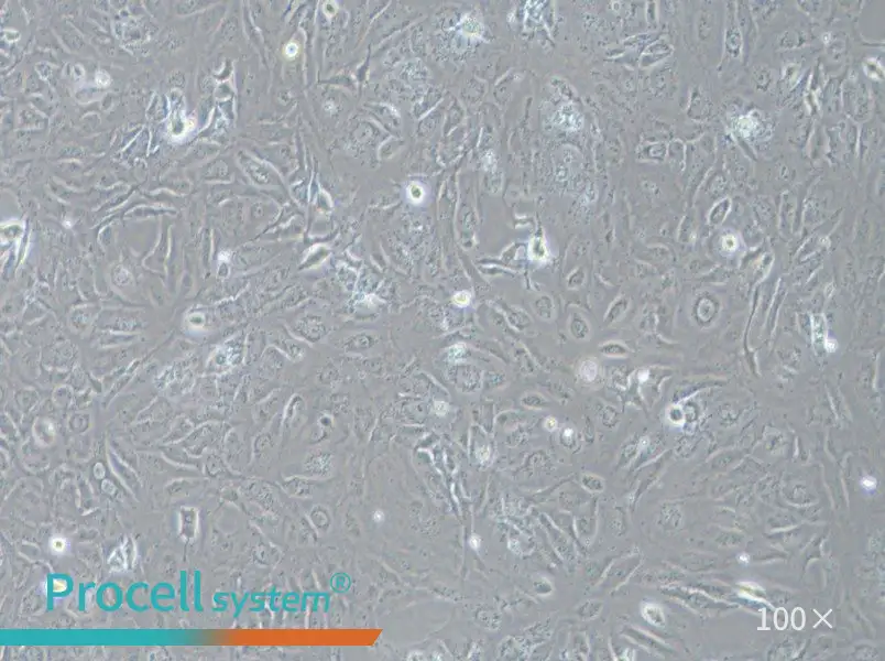 LX-2 Cell Complete Medium - 2