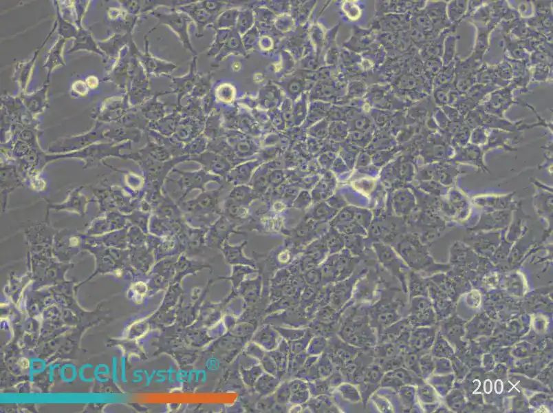 HePa1-6-LUC Cell Complete Medium - 5