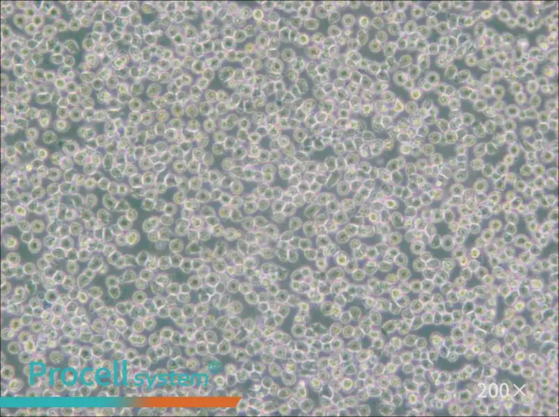 HAL-01 Cell Complete MediumHAL-01 Cell Complete Medium - 3