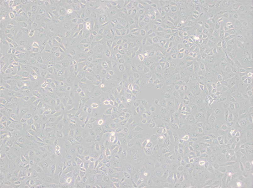 WB-F344 Cell Complete MediumWB-F344 Cell Complete Medium - 2