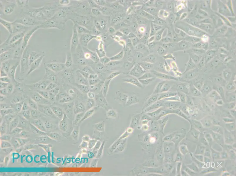 MA-104 [MA104] Cell Complete Medium - small - 6