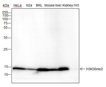 Recombinant Histone H3 (Di Methyl Lys56) Monoclonal Antibody-searchlist-1