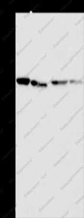 BCAT2 Polyclonal Antibody - 1