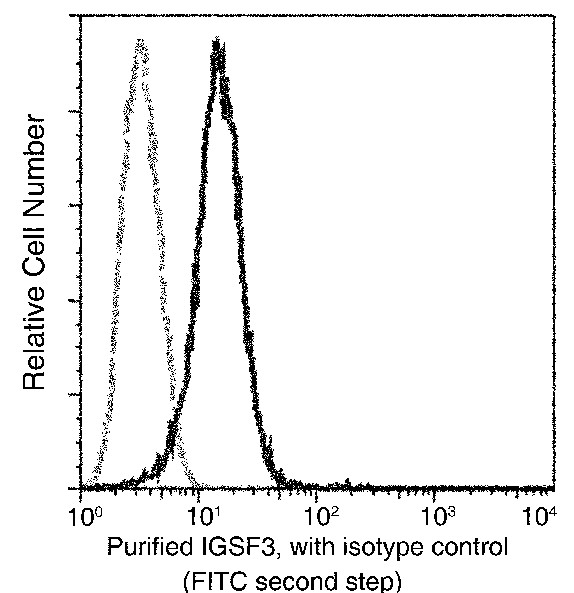 IGSF3 Monoclonal Antibody - small - 3