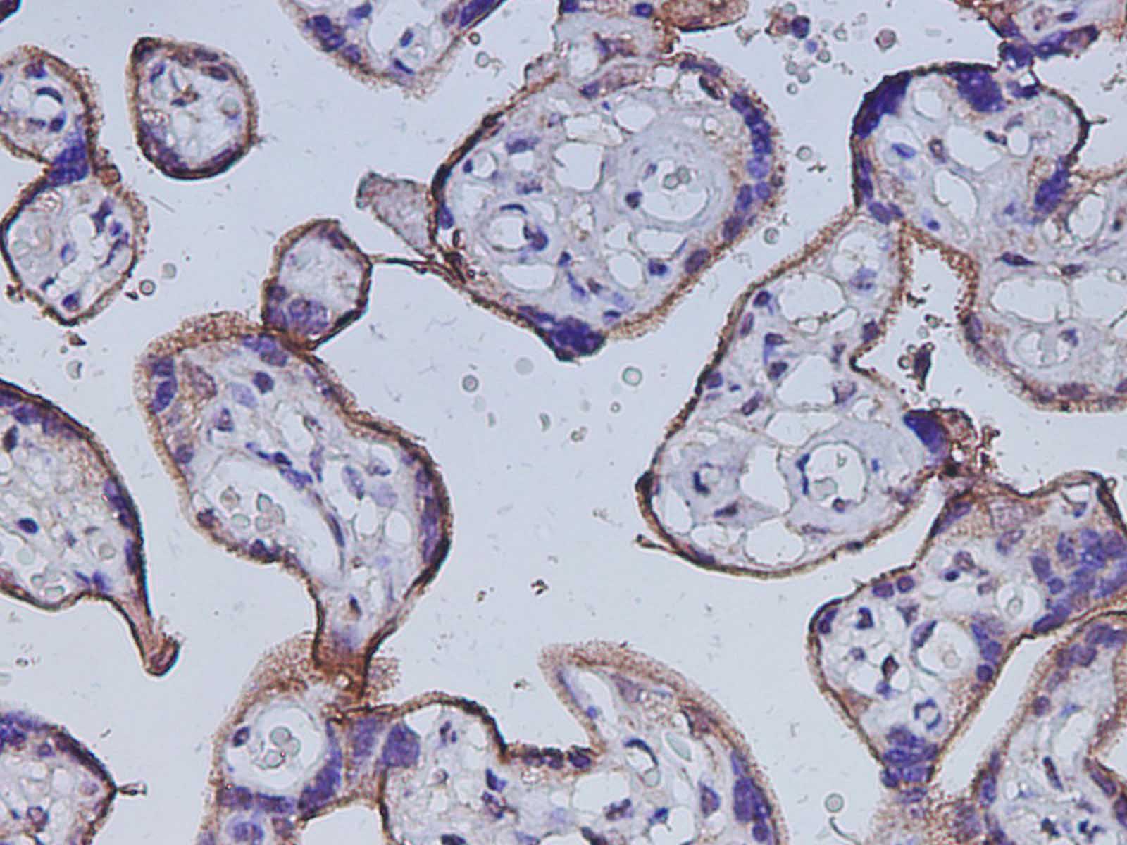 Purified Anti-Mouse Foxp3 Antibody[3G3]-产品推荐-1
