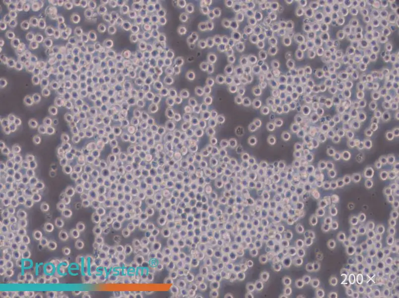 Sp2/0-Ag14[SP2/0] Cell Complete Medium - small - 4