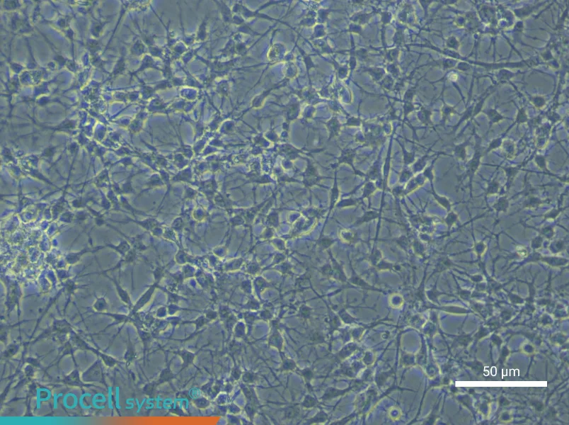 Rat Spinal Cord Astrocyte Complete Medium - small - 4