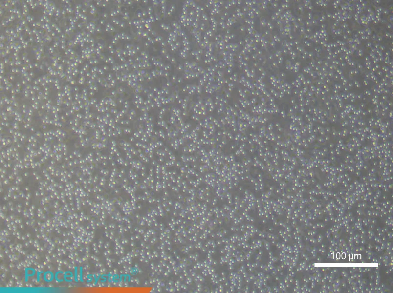 Human Peripheral Blood Leukocyte Complete Medium - 3