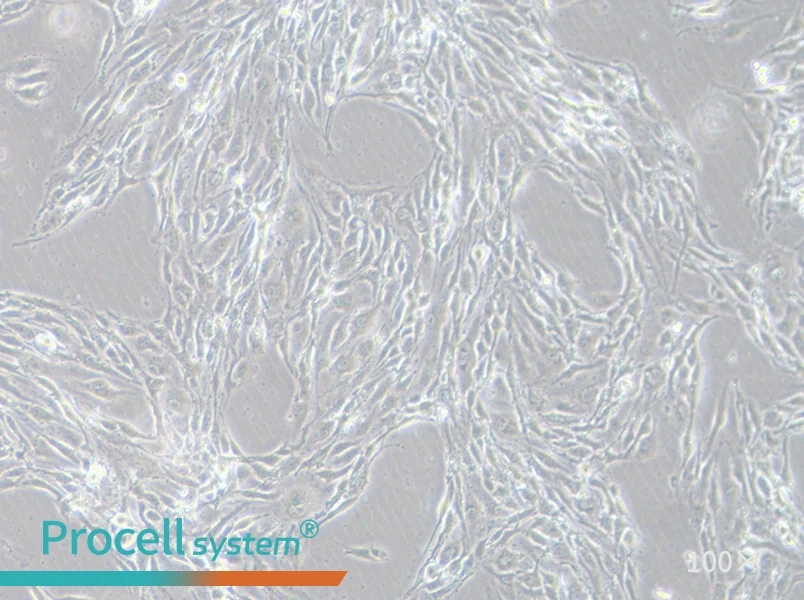 MS1 Cell Complete Medium - 1