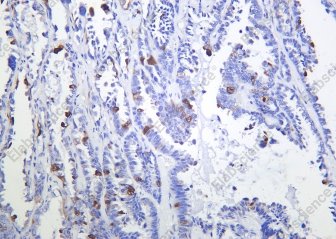 Recombinant Phospho-CDK1, 2 (Thr14) Monoclonal Antibody - 1