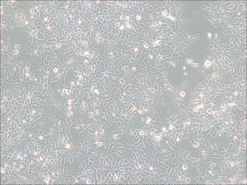 HCC827 Cell Complete Medium-searchlist-1