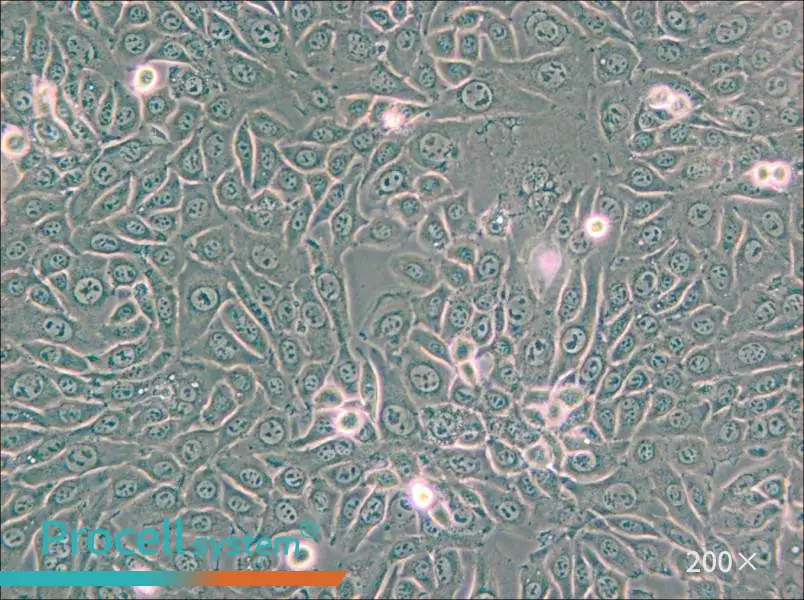 EMT6 [EMT-6] Cell Complete Medium - 6