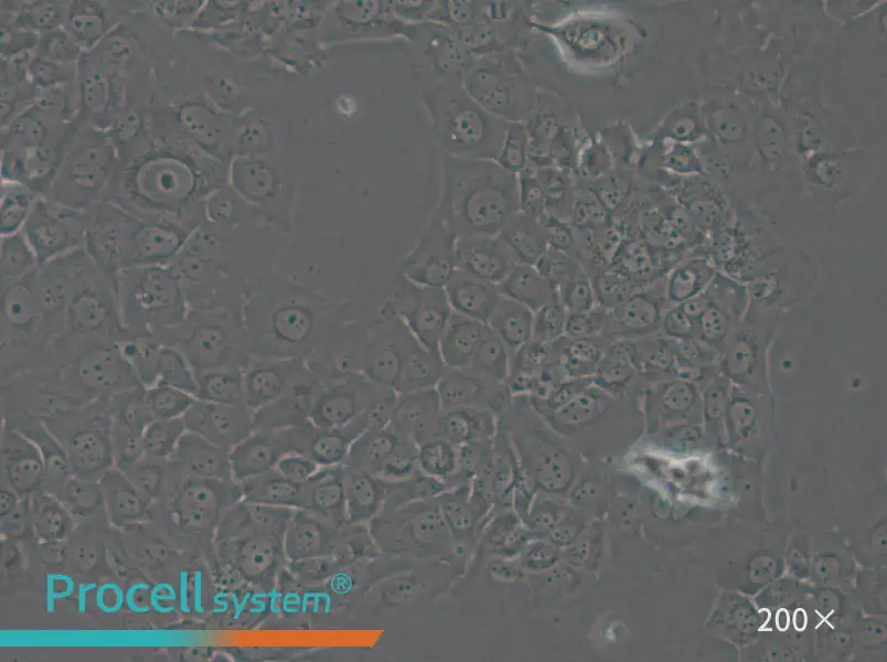 HT-3 Cell Complete Medium - 6